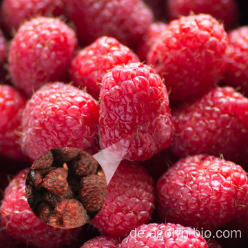 Saurer süßer roter getrockneter Baum Rubus idaeus Himbeere